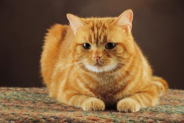 How To Fix Carpet On Stairs Destroyed By Cats Home Guides Sf Gate