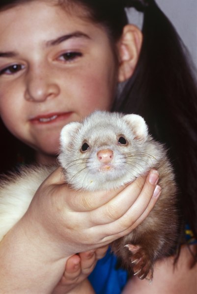 Ferrets are a popular pet that can be trained.