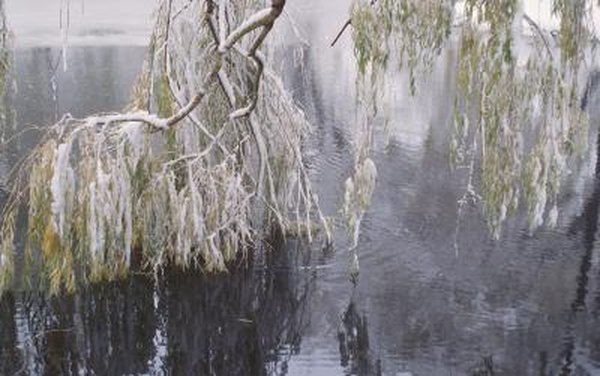 Ice Damage On Weeping Willow Trees Home Guides Sf Gate Ice Damage On Weeping Willow Trees Home Guides Sf Gate