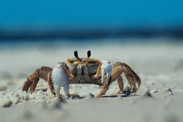 Care And Feeding Of Freshwater Fiddler Crabs Animals Mom Me