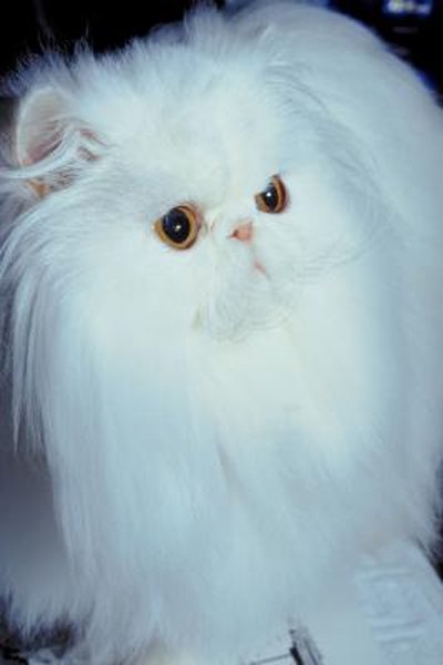 What Kinds of Cat Have Long Hair & Ear Tufts? - Pets