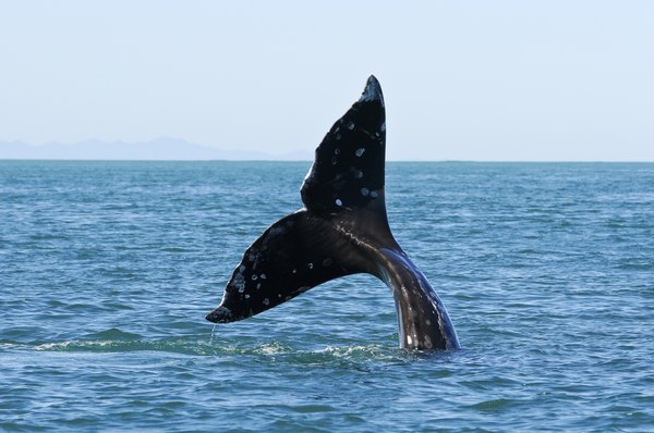 Similarities Between Whales & Sharks | Sciencing