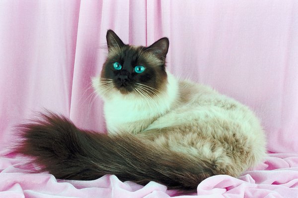 What Is the Personality of a Himalayan Cat? - Pets