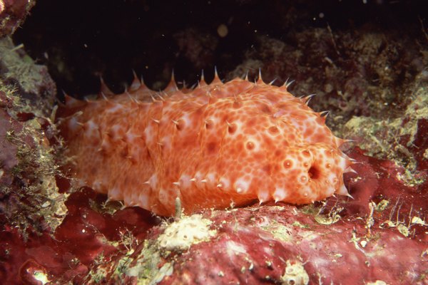 Sea Cucumber Care in a Home Aquarium - Pets
