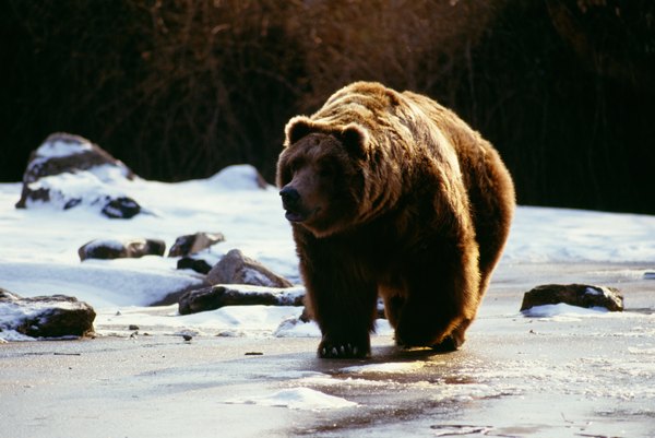 Grizzly Bears