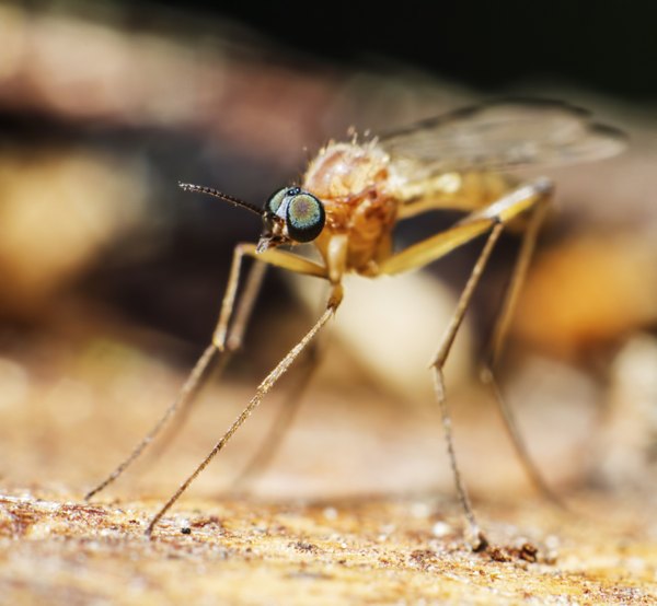 mosquitoes can be found on the tundra