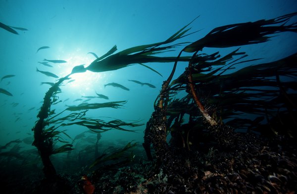 Kelp is harvested from the ocean for many reasons.