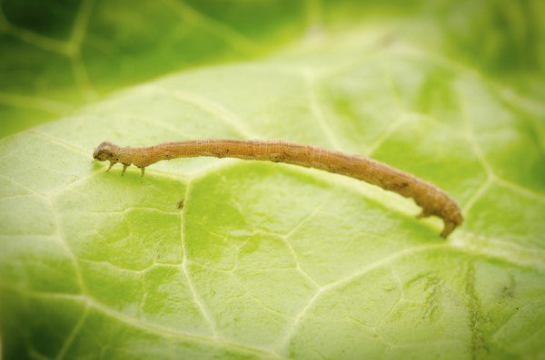 inch worm on leaf