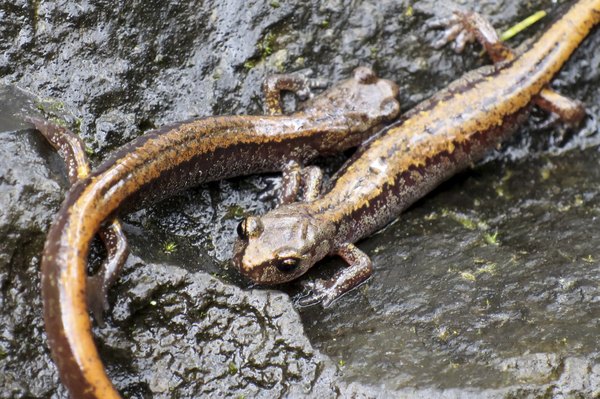 A pair of salamanders on a wet rock.