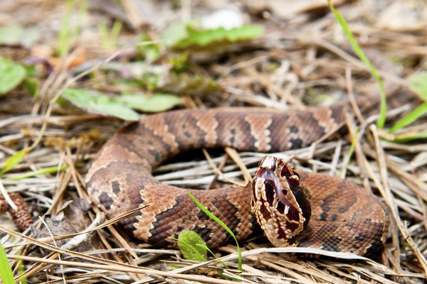 A juvenile cottonmouth loses much of its bright coloration as it enters adulthood.