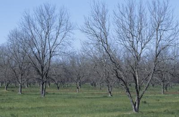 Pecan Tree Spacing Chart