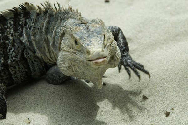 Reptiles are some of the more successful animals living in the deserts.