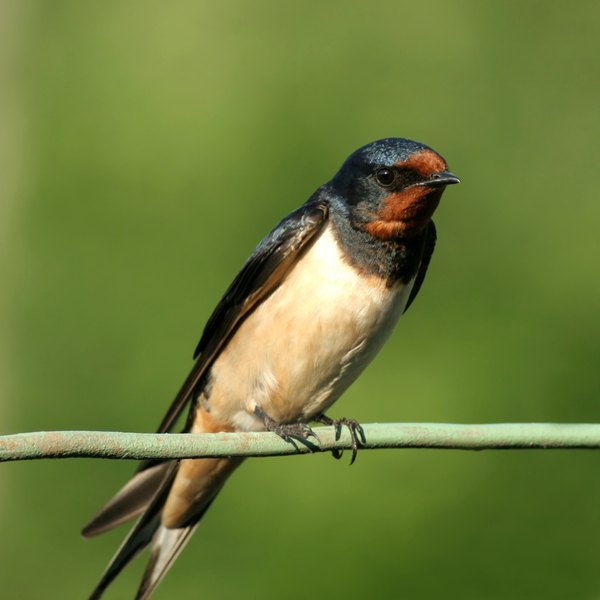 Birds That Eat Mosquitoes Sciencing