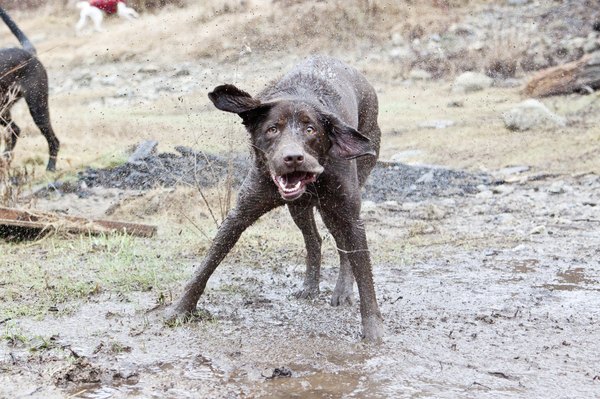 How to Correct Muddy Dog Runs in the Yard | HomeSteady