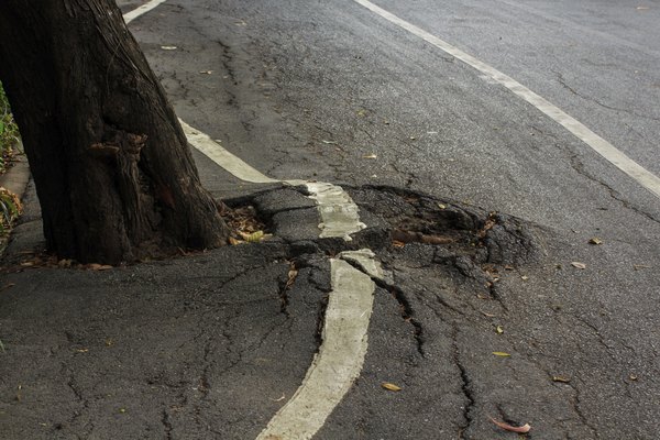 A tree root growing underneath pavement.