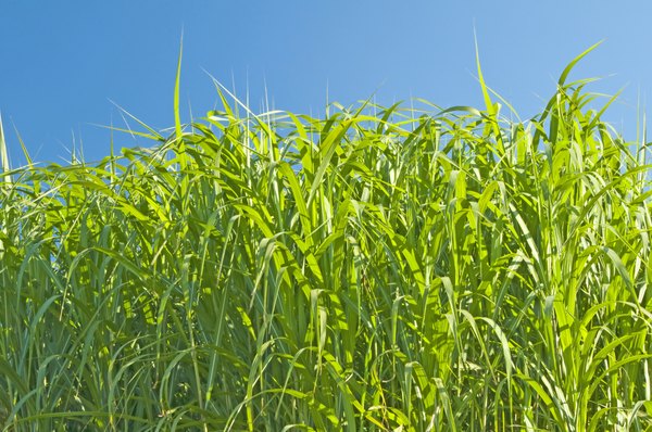 Switch grass grows high and is noted for its red and gold colors.