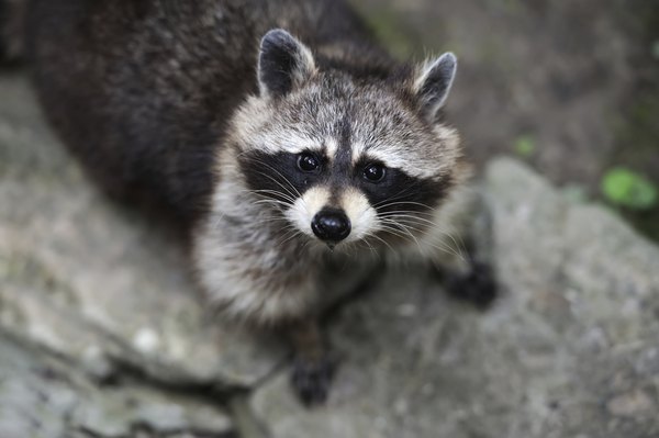 Raccoon surprised by remote forest camera