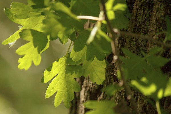 A close-up of oak leaves in the sunlight.