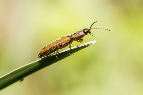 Close-up of thrip bug on leaf blade