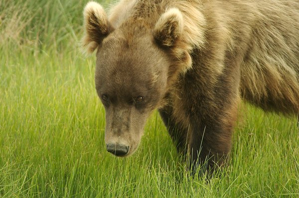 Grizzly bear in grass