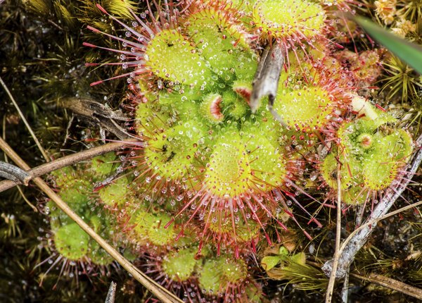 An overhead view of a carniverous sundew plant on the ground.