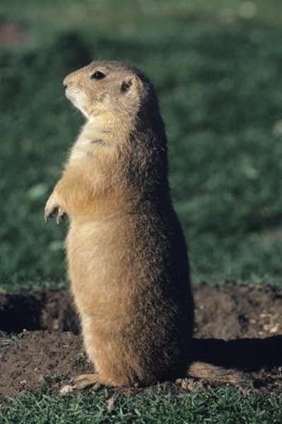 prairie dog vs groundhog prairie dog vs groundhog