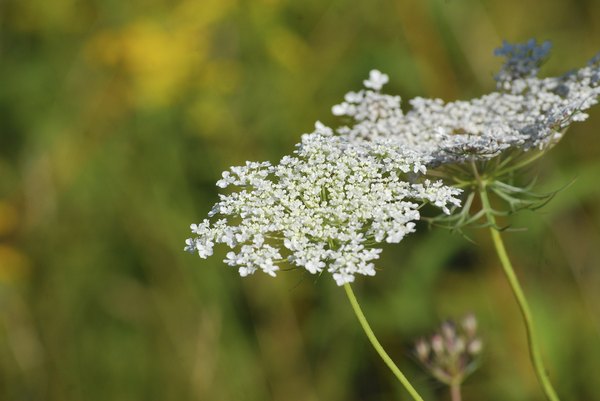 How to Dry Queen Anne's Lace | HomeSteady