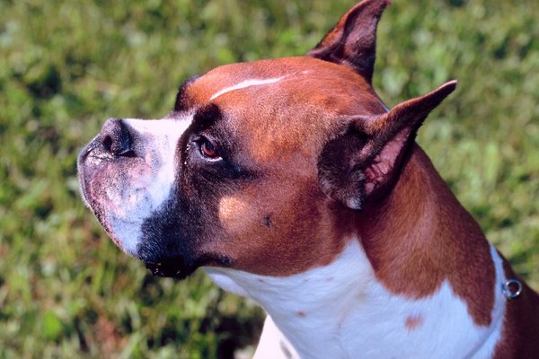Shedding Times for Boxers - Pets