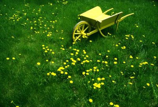 Will Weed B Gon Kill Sdwell Lawn Weeds Home Guides Sf Gate
