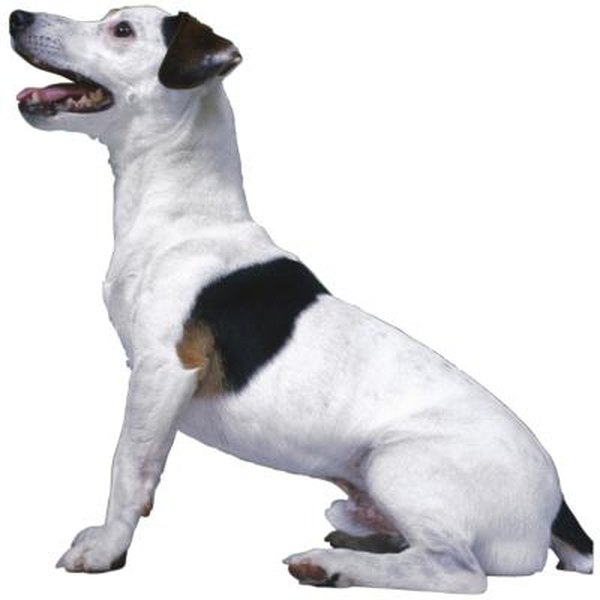 How To Stop Jack Russells From Shedding - Pets