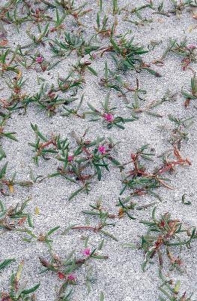 Is Purslane Poisonous To Cats Home Guides Sf Gate