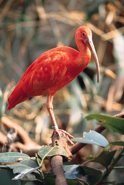 what is the setting in the scarlet ibis
