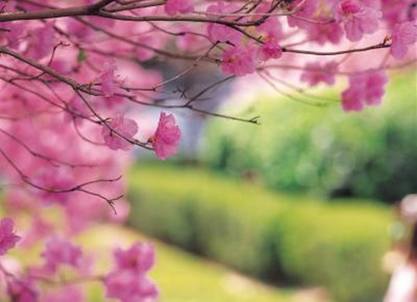 The Pink Weeping Ornamental Cherry Tree Zones Growing Information The Pink Weeping Ornamental Cherry Tree Zones Growing Information