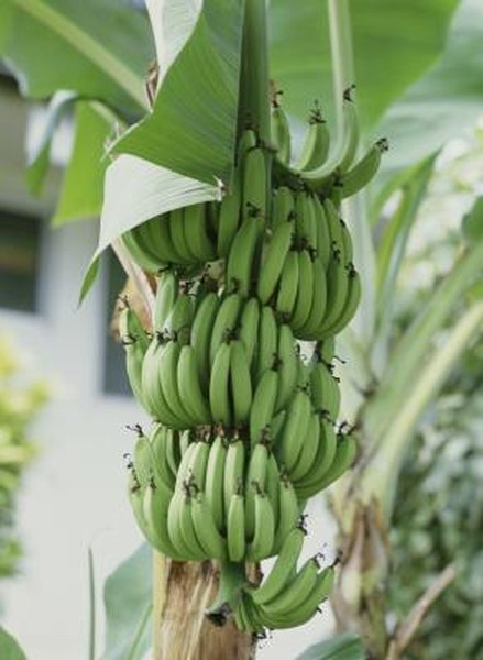 The Propagation Of Bananas Home Guides Sf Gate The Propagation Of Bananas