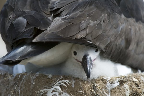 A chick peeks out from a protective wing.