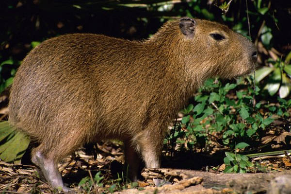 The capybara feeds on forest grasses and water plants.