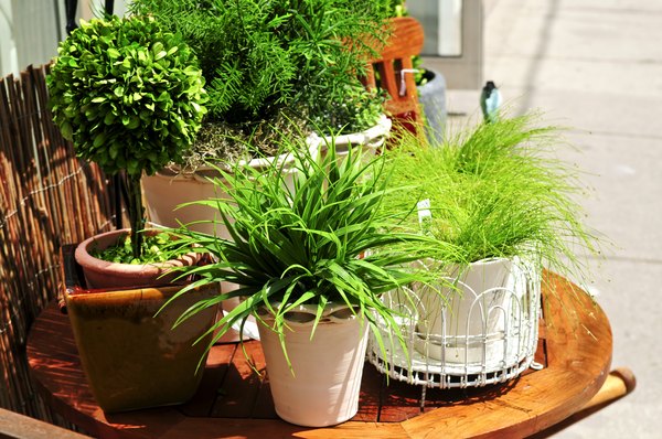 Conhecer as características de cada planta é essencial para saber qual é o ambiente ideal