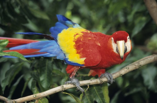 Birds, such as the macaw, are known for their bright color.