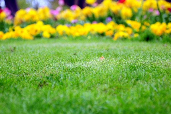 Can I Use Miracle Gro Liquafeed Plant Food On Gr Home Guides Can I Use Miracle Gro Liquafeed Plant Food On Gr Home Guides Sf Gate