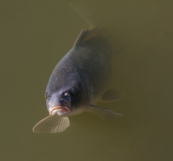 freshwater fish like the common carp are Texas natives