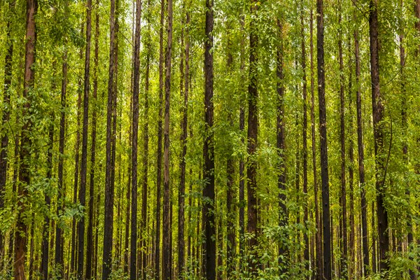 A forest of eucalyptus trees.