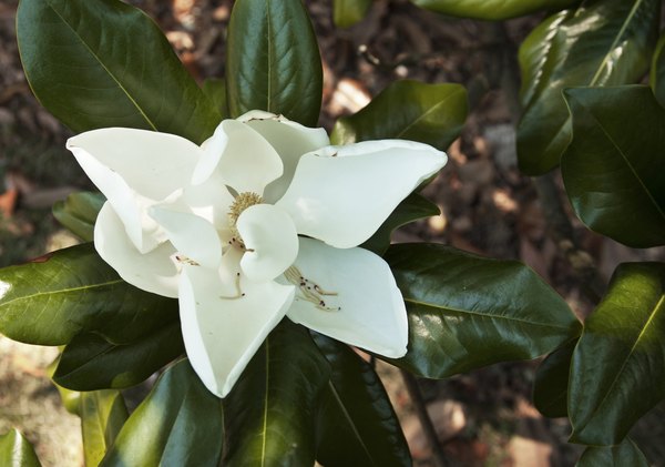 List of Shapes for Leaf Identification | Sciencing