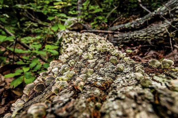 The forest floor is full of life.