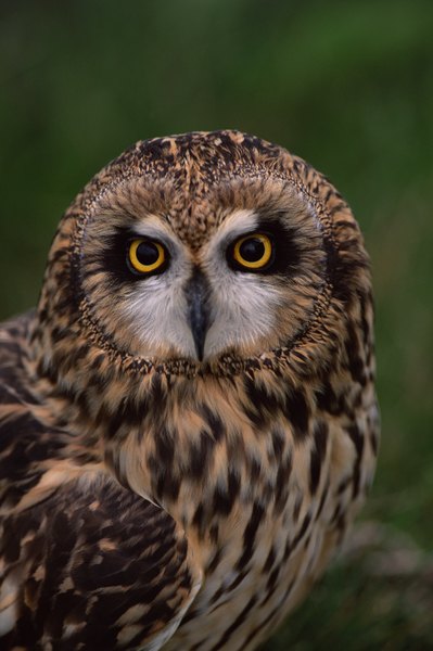 Photo Credit: Comstock Images/Comstock/Getty Images Short-eared owls have been known to dive at humans who get too close to their nests.
