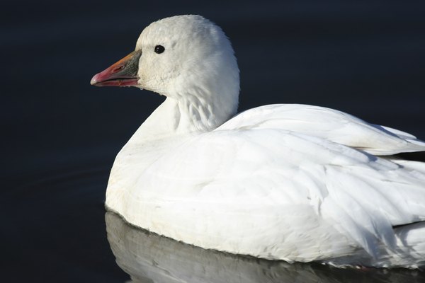 A close-up of a Ross's goose swimming on the water's surface.
