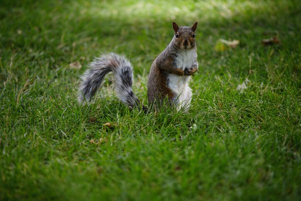 How to Tell a Male Gray Squirrel From a Female Squirrel | Animals - mom.me