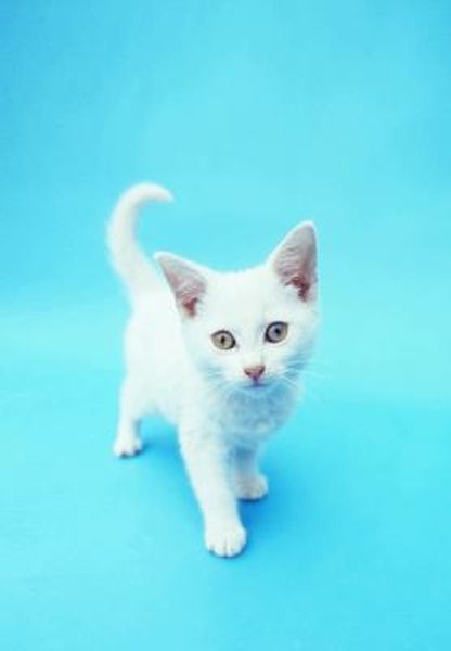 Cute Names for White Kittens - Pets