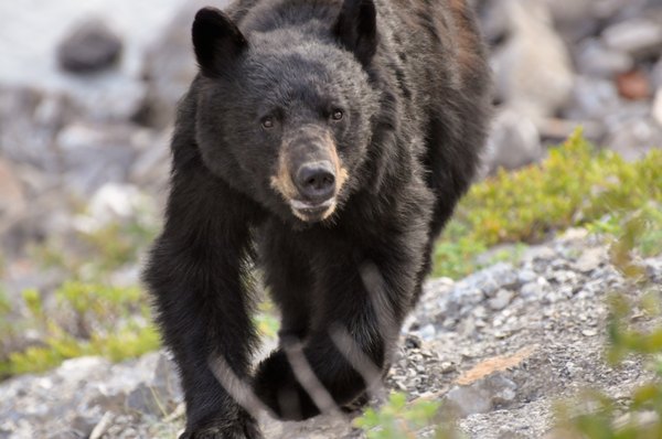 Black bear running