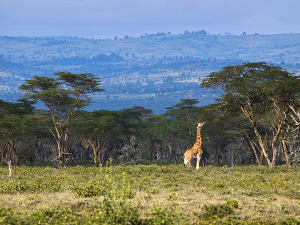 The jackal berry tree can be found on the savannah.