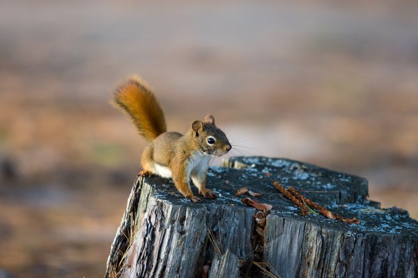 Squirrel lead an active life.